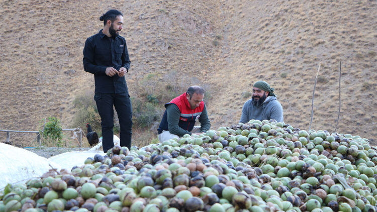 Hakkari'de 2 bin ceviz ağacında hasat başladı