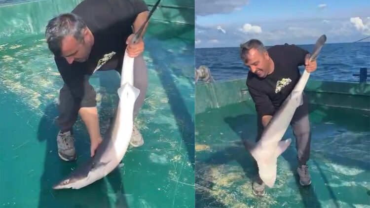 Balıkçıların ağına camgöz türü köpek balığı takıldı