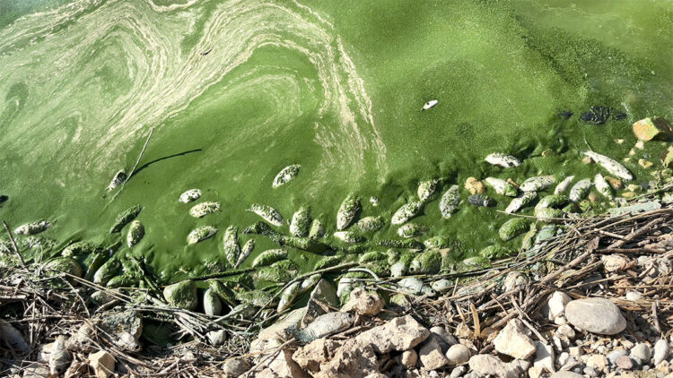 Botan Çayı'nda toplu balık ölümleri