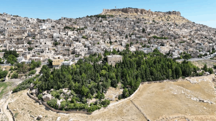 Babasının diktiği 3 bini aşkın fidan için 'hatıra ormanı' talebi