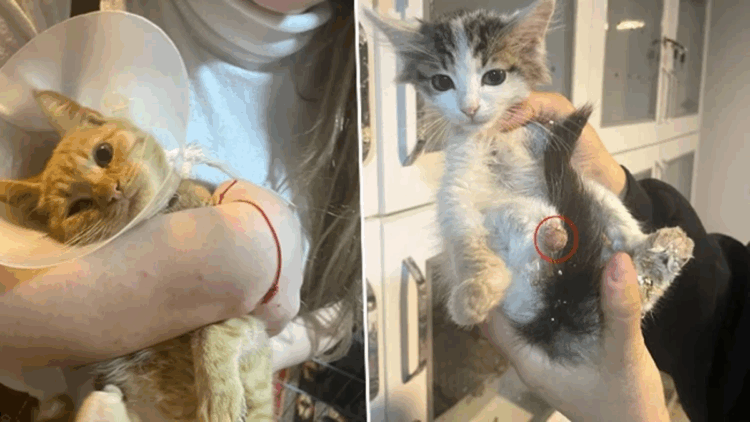 'Bağlama büyüsü' için sokak hayvanlarının uzuvlarını kesmişler