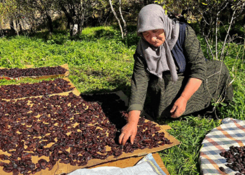 Cancur eriğinde hasat, festival ile başladı