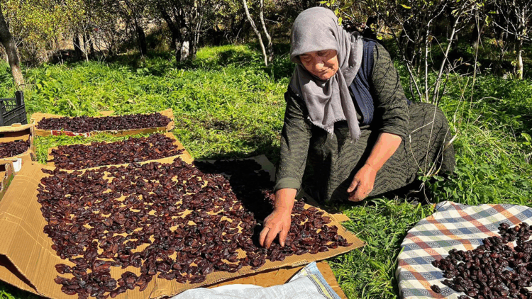 Cancur eriğinde hasat, festival ile başladı