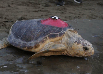 Caretta caretta Tuba, iki ayda 7 bin 500 kilometre katetti