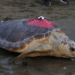 Caretta caretta Tuba, iki ayda 7 bin 500 kilometre katetti
