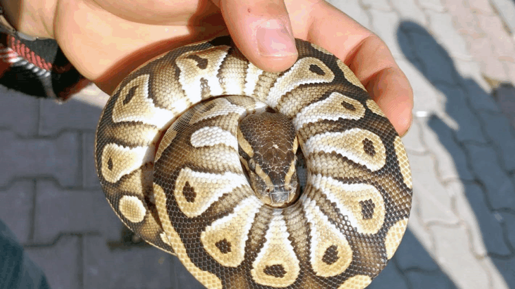 Cebinden yavru piton çıkan kişiye para cezası