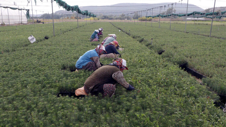 yanan alanların yeniden ağaçlandırılması için çalışmalar hız kazandı