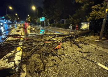 Edirne'de kuvvetli yağış sırasında ağaç yola devrildi