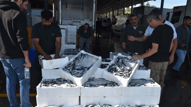 Ege'de hamsiye yoğun talep; Balıkçılar siparişlere yetişemiyor