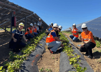 Enerjisa Üretim, Agrivoltaik tarım uygulamaları ile 5 ton hasat yaptı