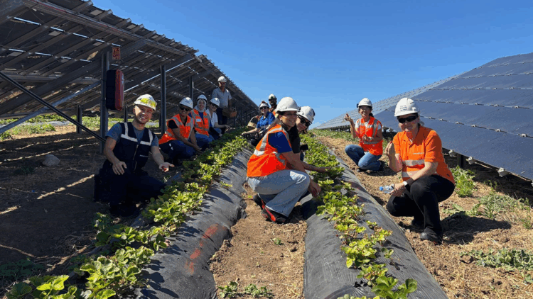 Enerjisa Üretim, Agrivoltaik tarım uygulamaları ile 5 ton hasat yaptı