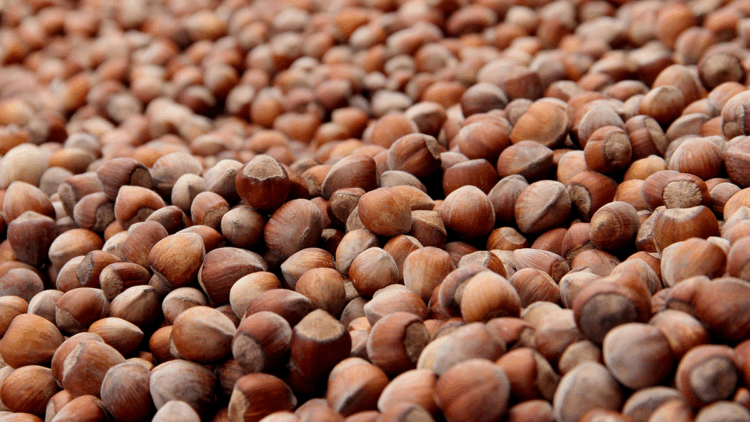 Fındıkta üçlü zarar; 250 bin ton kayıp