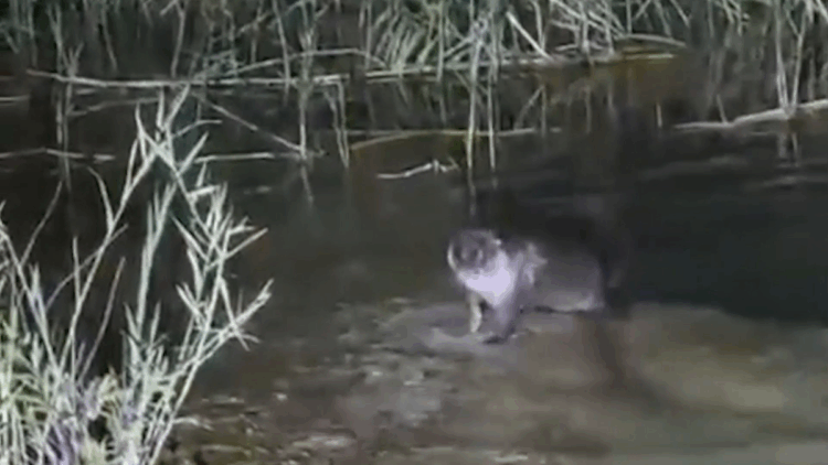 Fırat Nehri'nde tatlı su samuru görüntülendi 