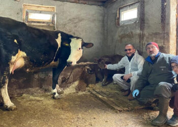 Genetik mühendislikle süt alerjisi taşımayan buzağılar dünyaya geldi