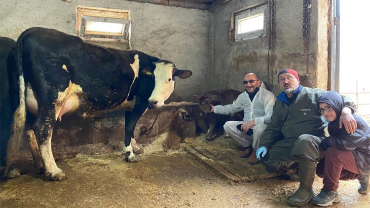 Genetik mühendislikle süt alerjisi taşımayan buzağılar dünyaya geldi