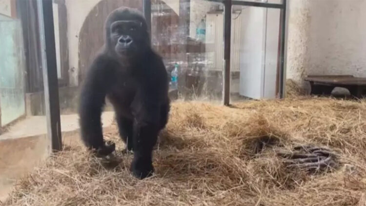 Goril Zeytin Türkiye'de kalacak
