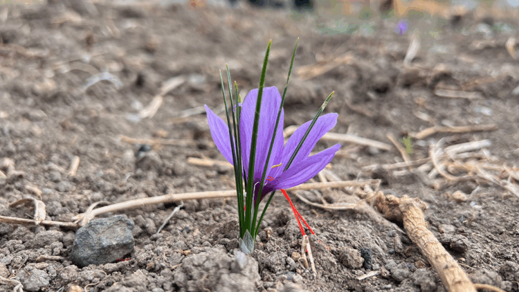 Hakkari'de ilk kez ekilen safranın hasadı yapılacak