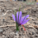 Hakkari'de ilk kez ekilen safranın hasadı yapılacak