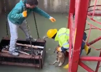 Su dolu çukura düşen tilki kurtarıldı