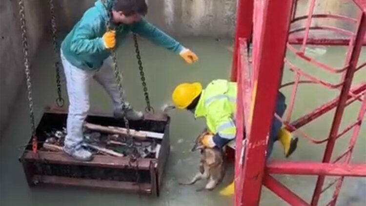 Su dolu çukura düşen tilki kurtarıldı