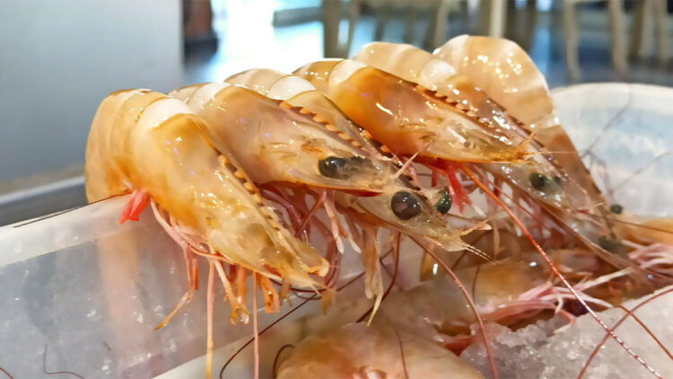 İskenderun Körfezi’nde jumbo karides bolluğu