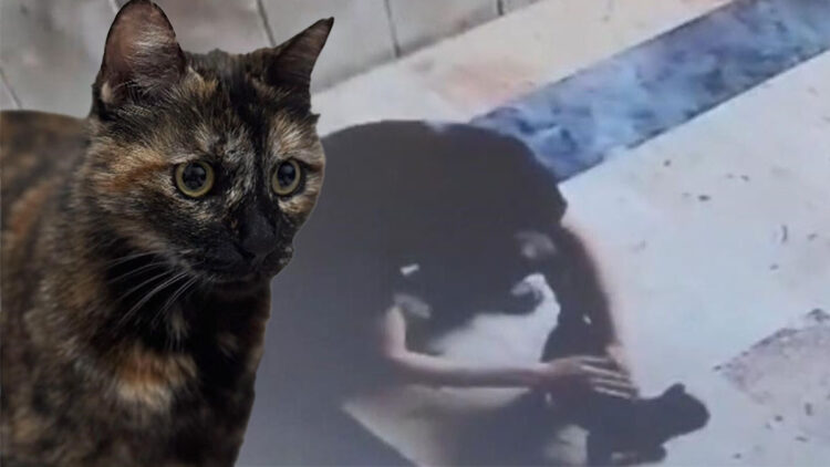 Başakşehir'de kediye işkence davasında karar çıktı