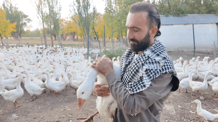 Islık sesiyle yüzlerce kanatlı hayvanı etrafına topluyor