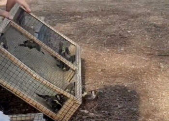 Kahramanmaraş'ta yasa dışı avlanan 80 saka kuşu doğaya salındı