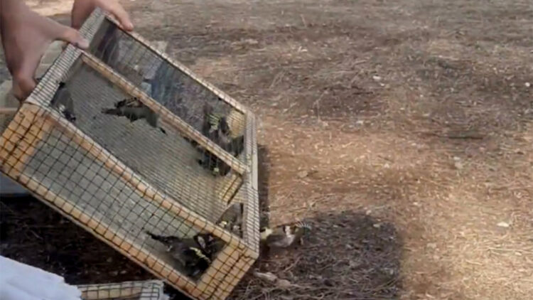 Kahramanmaraş'ta yasa dışı avlanan 80 saka kuşu doğaya salındı