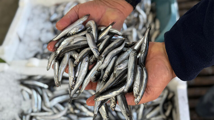 Karadeniz'de aşırı avcılık nedeniyle hamsi boyu küçüldü 