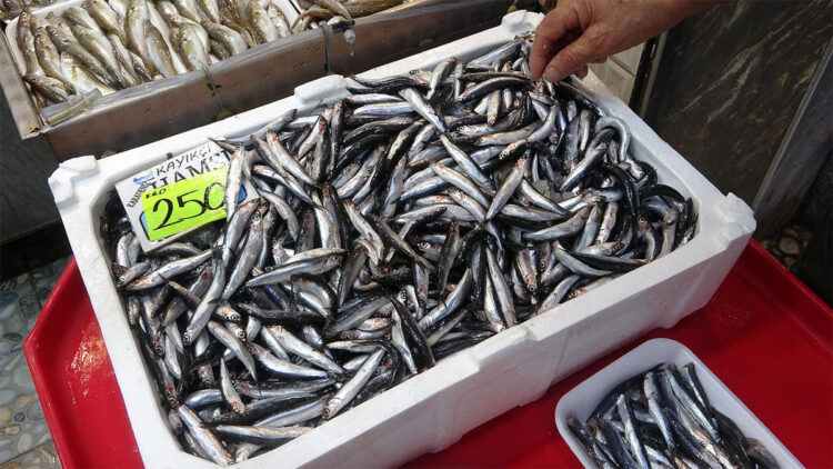 Karadeniz'de yoğun hamsi popülasyonu var