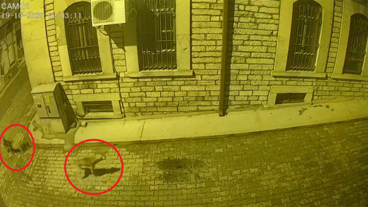 Kastamonu'da aç kalan ayı ilçe merkezine indi