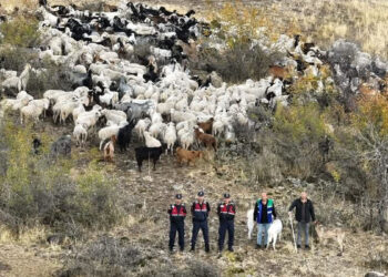 Besicinin kaybolan 544 küçükbaşı bulundu