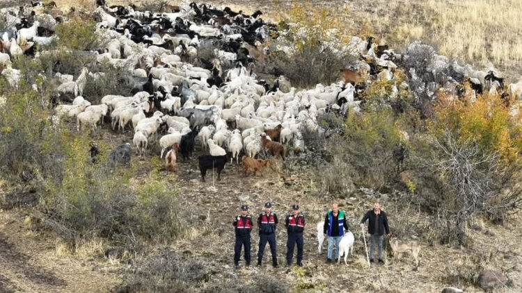 Besicinin kaybolan 544 küçükbaşı bulundu