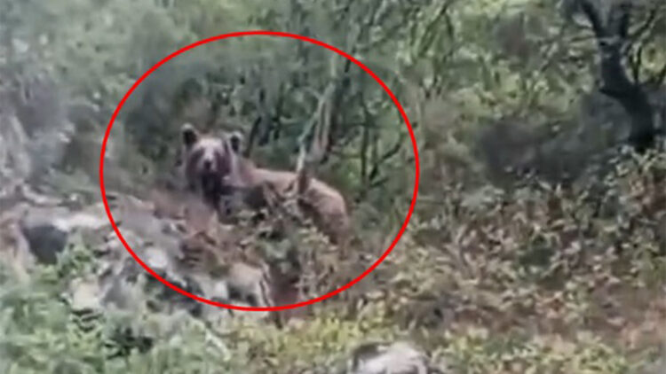 Kepçe operatörü ormanda gördüğü ayıyı görüntüledi