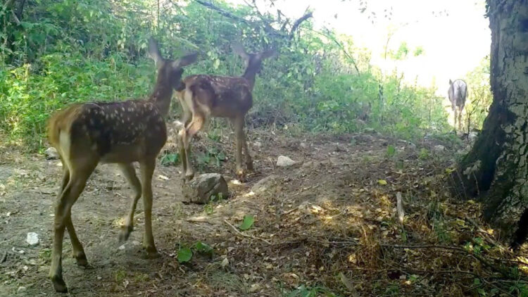 Kızılgeyik ile yavruları fotokapanla görüntülendi