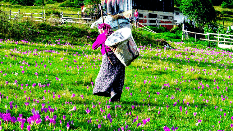 Karadeniz'in nemindeki sinsi tehlike; 'çiftçi akciğeri' kronikleşebilir