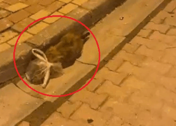 Kedinin başına poşet geçirip bağladılar