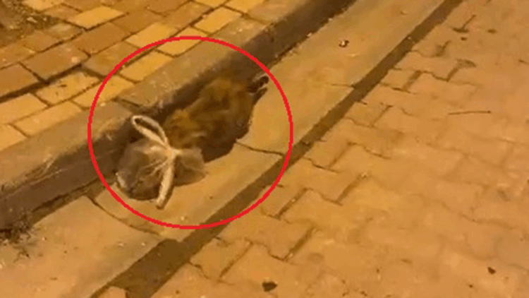 Kedinin başına poşet geçirip bağladılar