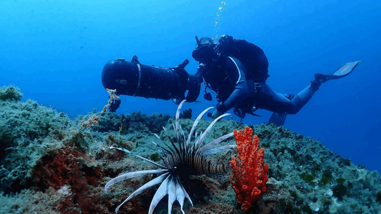 Kuşadası'nın su altı dünyası, dalış tutkunlarının gözdesi oldu