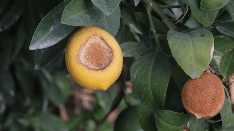 Limondaki güneş yanığı doğal afettir, TARSİM kapsamına alınmalı