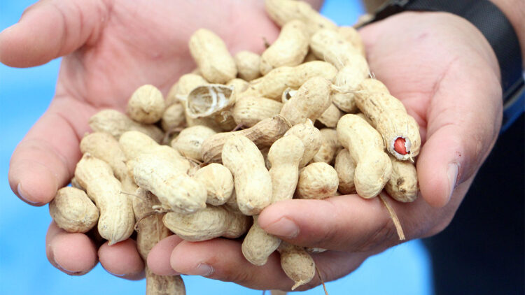 Meriç'te ilk fıstık festivali