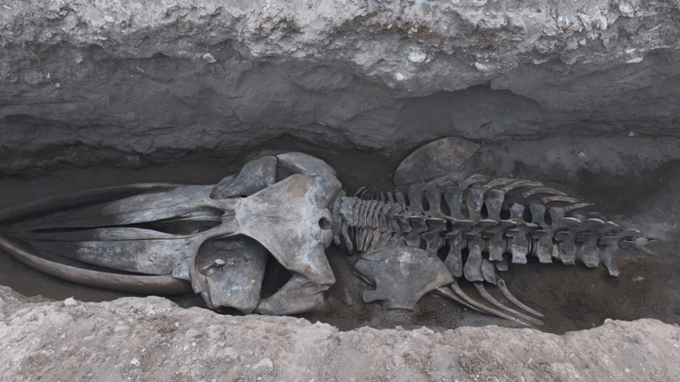 Mersin'de 4 yıl önce gömülen Fin balinasının iskeleti gün yüzüne çıkıyor