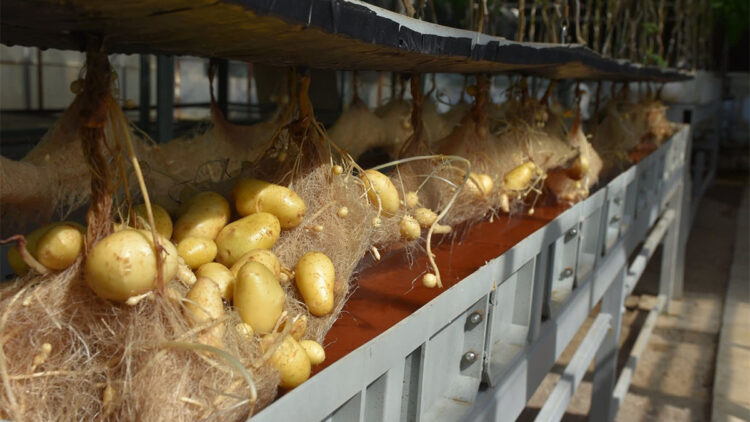 Niğde'de yerli ve milli patatesler topraksız sistemlerle 12 ay boyunca üretiliyor