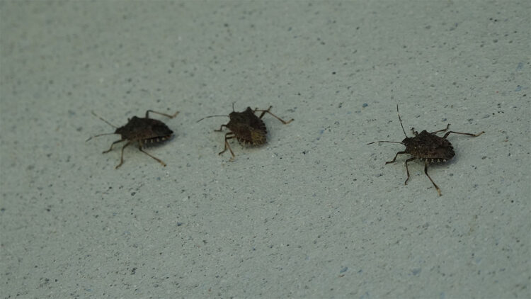 Tevfik Özlü'den 'kahverengi kokarca'ya temas uyarısı