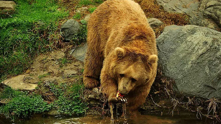 Ayılar yerleşim yerlerinde yaşayanlara korkulu anlar yaşatıyor