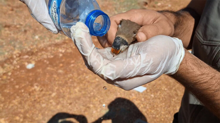 1431 saka kuşu yurt dışına çıkarılmak istenirken yakalandı