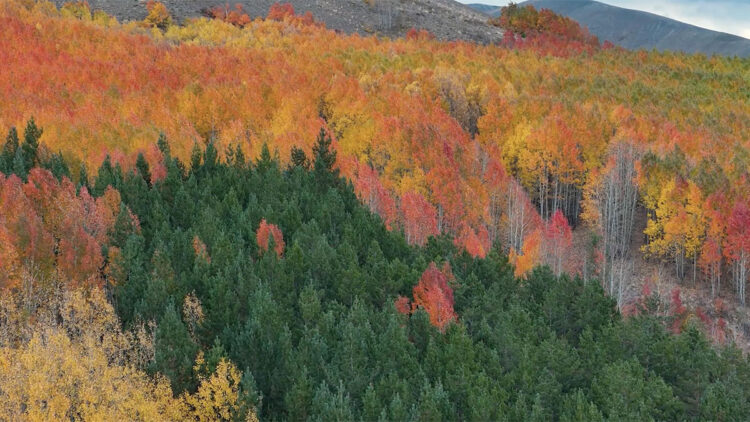 Sonbahar mevsiminin bıraktığı renk cümbüşü hayran bıraktı
