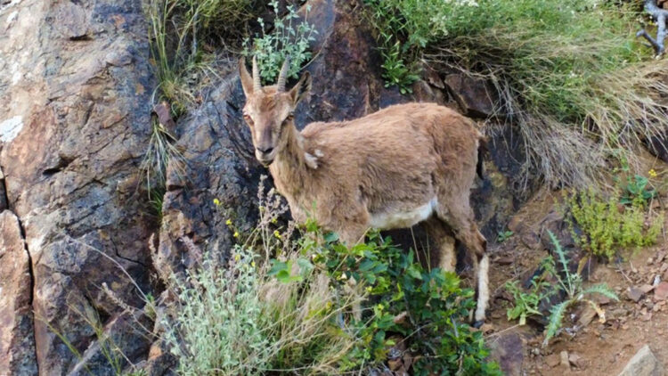 yaban keçileri doğa tutkunları ile sürücülerin objektiflerine takıldı
