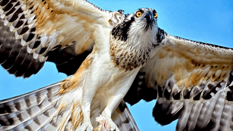 Suya dalabilen tek yırtıcı kuş olan ‘balık kartalı’, Uluabat Gölü’nde görüntülendi